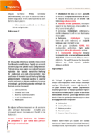 TUS | Patoloji Sorularla Son Tekrar Kitabı - Görsel 3