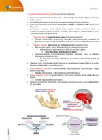 DUS | Ortodonti Premium Plus Paket - Görsel 13